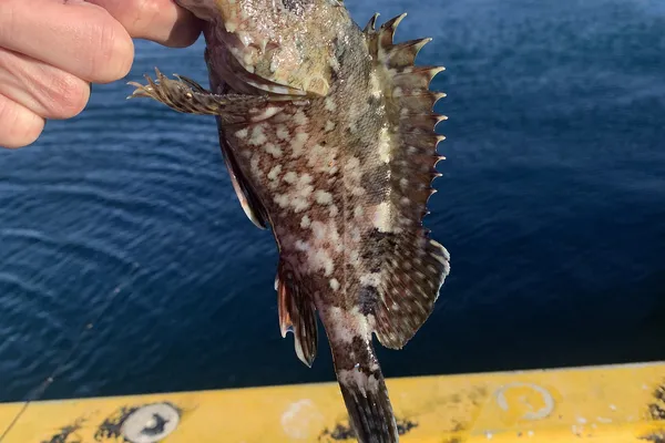 カサゴ