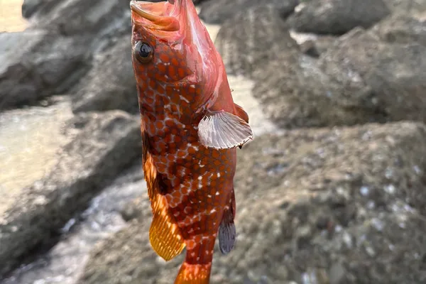 キジハタ