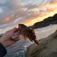 カサゴ