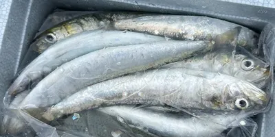 イワシの釣果写真