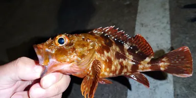 カサゴ