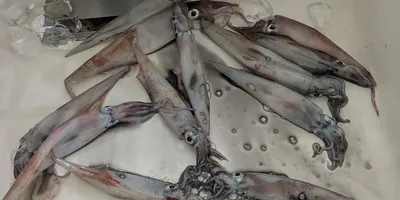 ヤリイカ