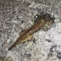 ヤリイカ