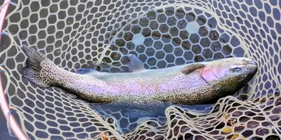 ニジマスの釣果写真
