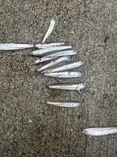 イワシ