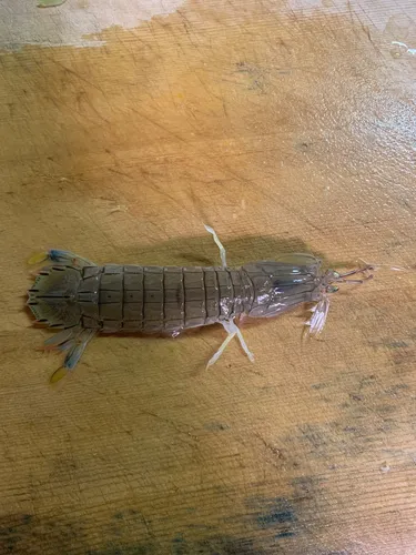 シャコ