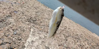 クサフグ