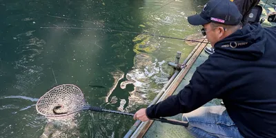 ニジマスの釣果写真