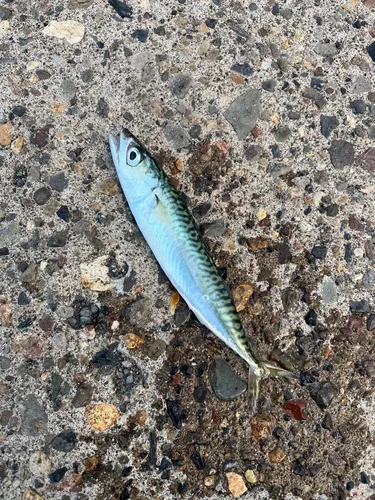 マサバ