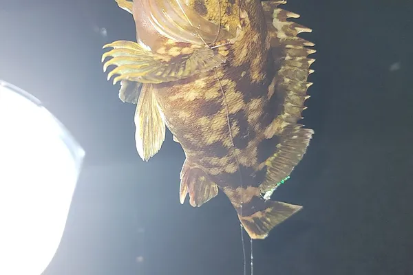 カサゴ