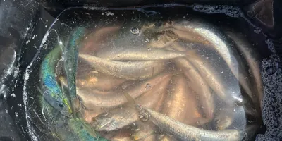 イワシの釣果写真