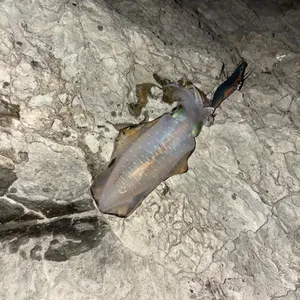 アオリイカ