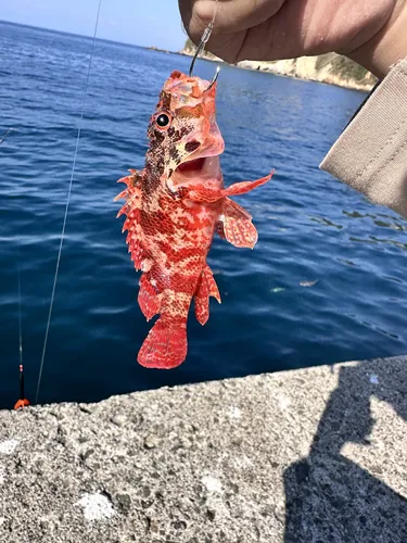 カサゴ