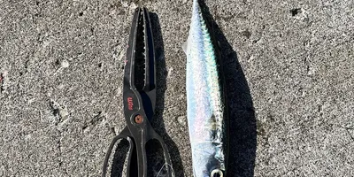 マサバ