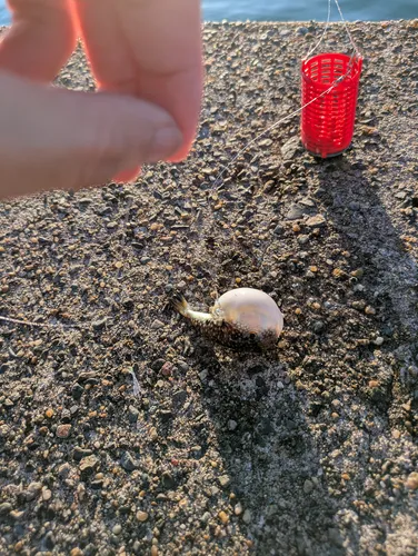 クサフグ