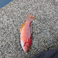 ササノハベラ