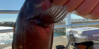 エゾメバルの釣果写真
