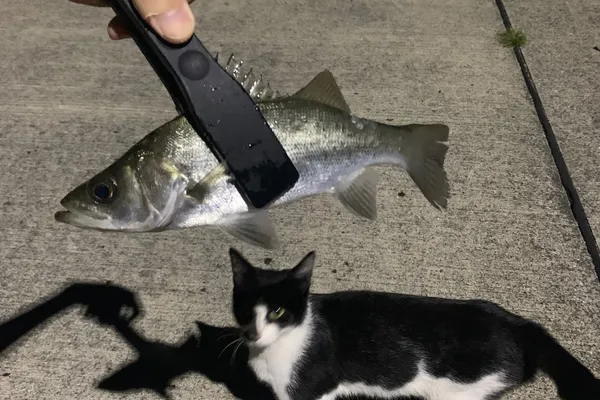 スズキ