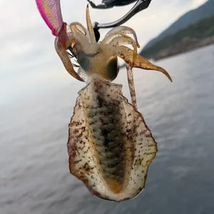 アオリイカ