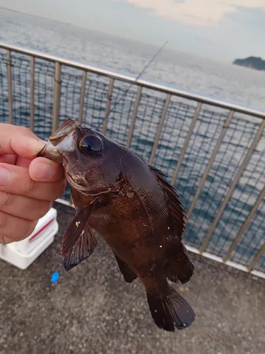 メバル