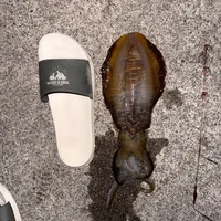 アオリイカ