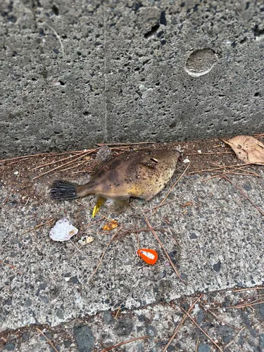 カワハギ