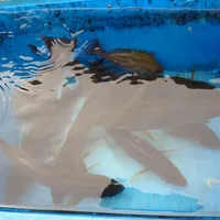 イサキ