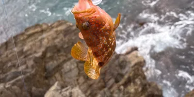 キジハタ