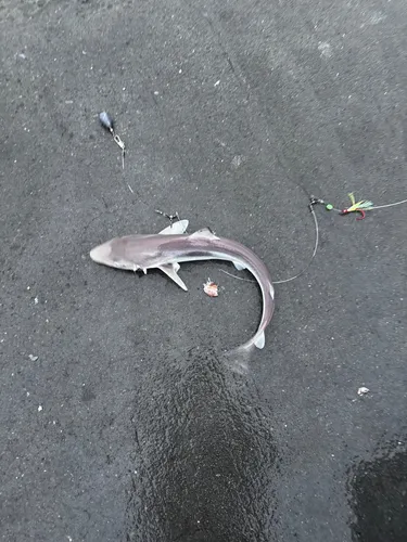 アブラツノザメ