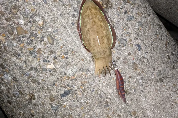 シリヤケイカ