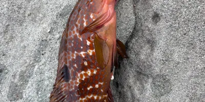 キジハタの釣果写真
