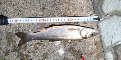 ウグイの釣果写真