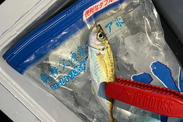 きしめんさんの代表釣果