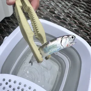 イワシ