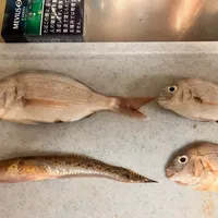 マハゼ