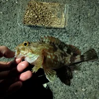 カサゴ