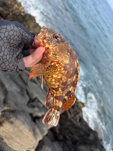 カサゴ