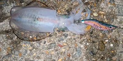 アオリイカの釣果写真