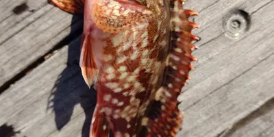 カサゴ