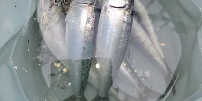 イワシ
