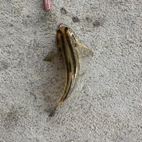 チチブ