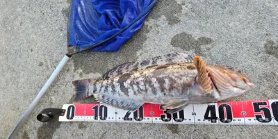 アイナメ