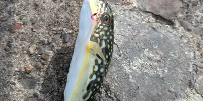 クサフグ