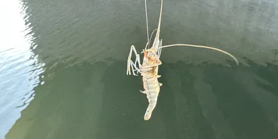 テナガエビ