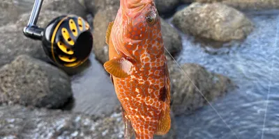 キジハタ