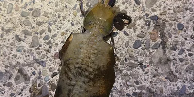 アオリイカ
