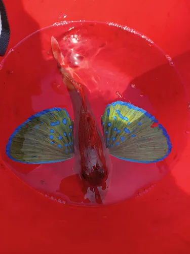 ホウボウ
