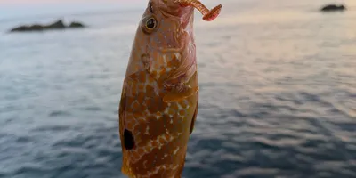 キジハタ