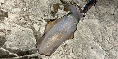 アオリイカ