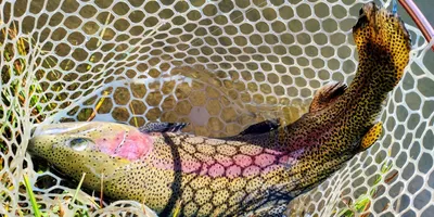 ニジマスの釣果写真